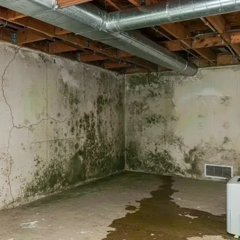 Professional Mold Removal in Newman, CA